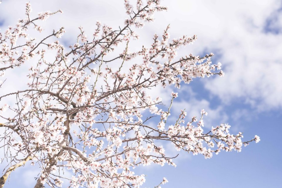 Topo da árvore de cereja em plena floração quebra-cabeças online