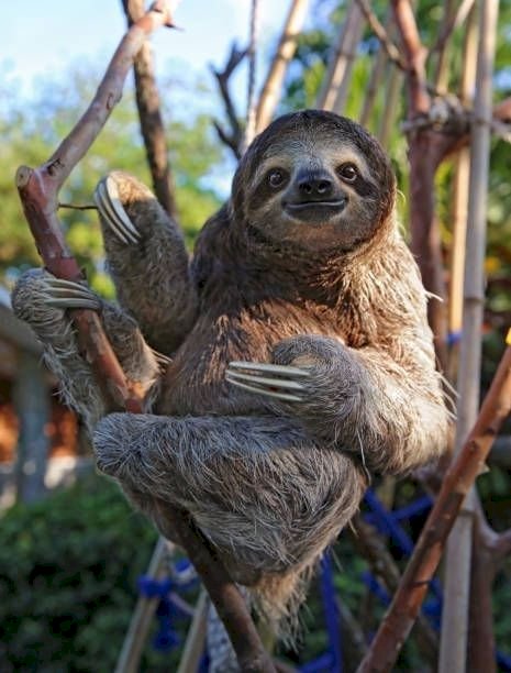 Sloth on the tree online puzzle