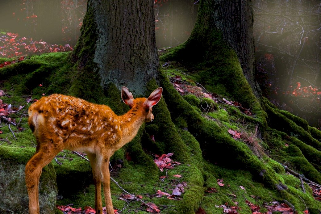 curious fawn jigsaw puzzle online