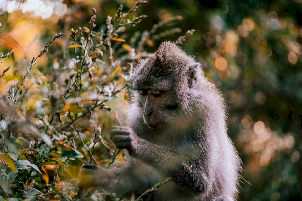 Светата маймунска гора в Убуд онлайн пъзел