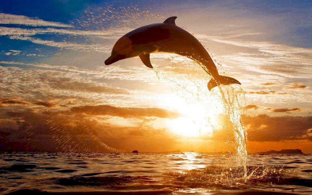 Salto de delfines al atardecer rompecabezas en línea