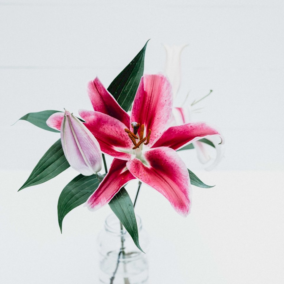 Лили, цветы онлайн-пазл