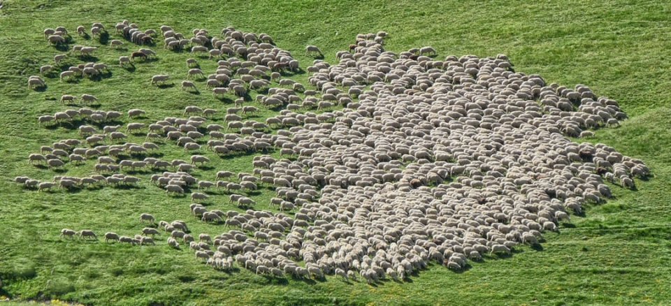 羊;、動物 ジグソーパズルオンライン