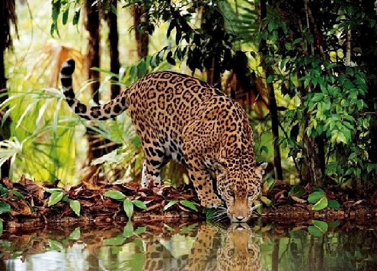 Leopard  Pussel online