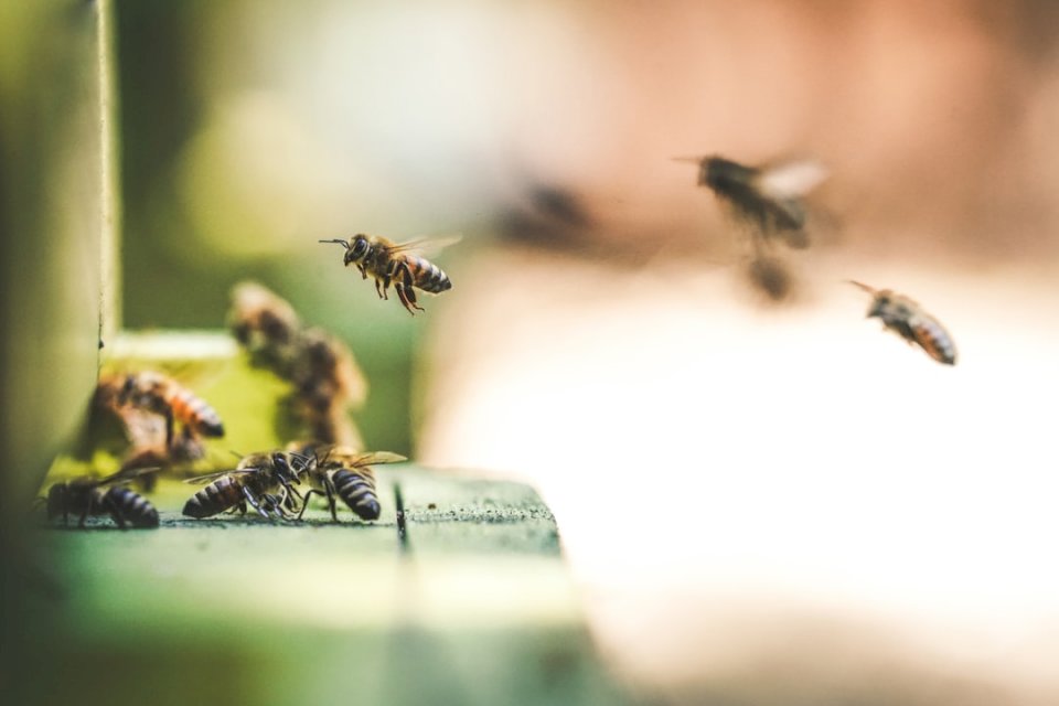 Una fattoria di miele a Rocklin, in California, è puzzle online