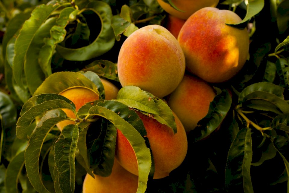 Rijpe perziken op de boom legpuzzel online