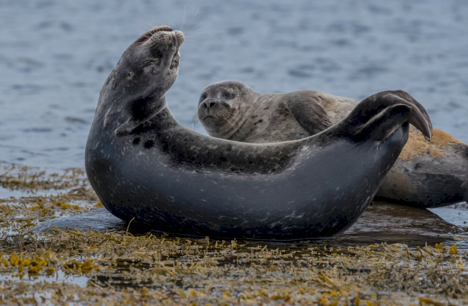 A seal is trying to do yoga ;) online puzzle