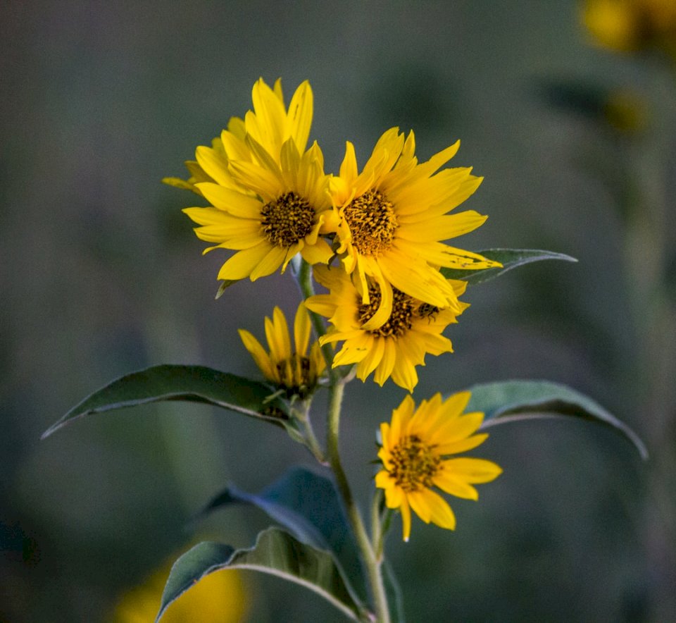 Een cluster van nep-zonnebloemen online puzzel