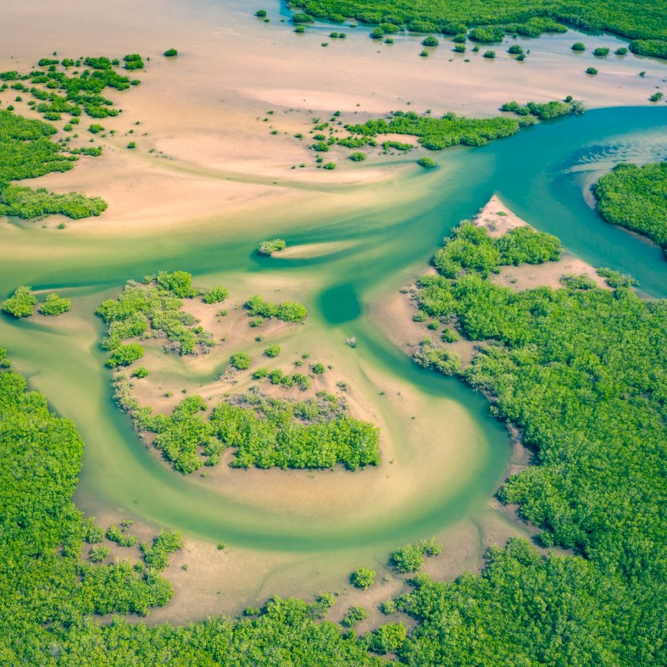 Vedere aeriană a pădurii de mangrove puzzle online
