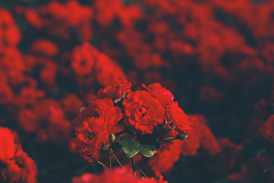 Pole červené růže skládačky online