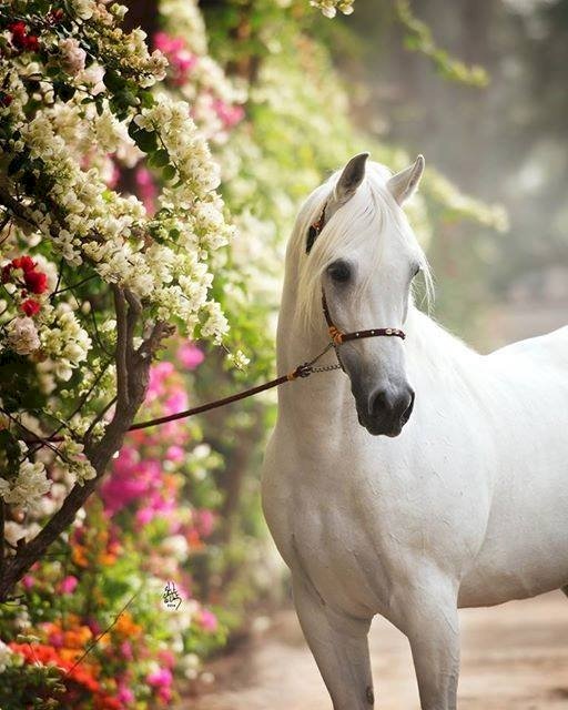 Ασπρο άλογο. παζλ online