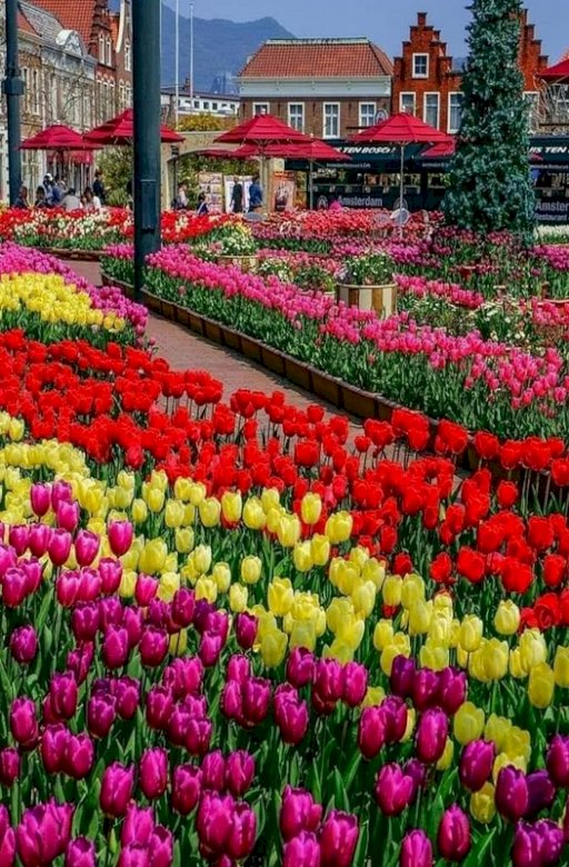 Tulipas, tulipas e zase tulipas puzzle online