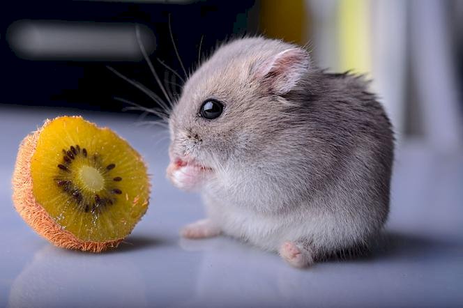 Djungarian hamster Pussel online