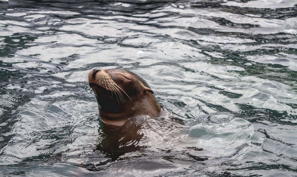 Тюлень, или Морской лев в Центральной онлайн-пазл