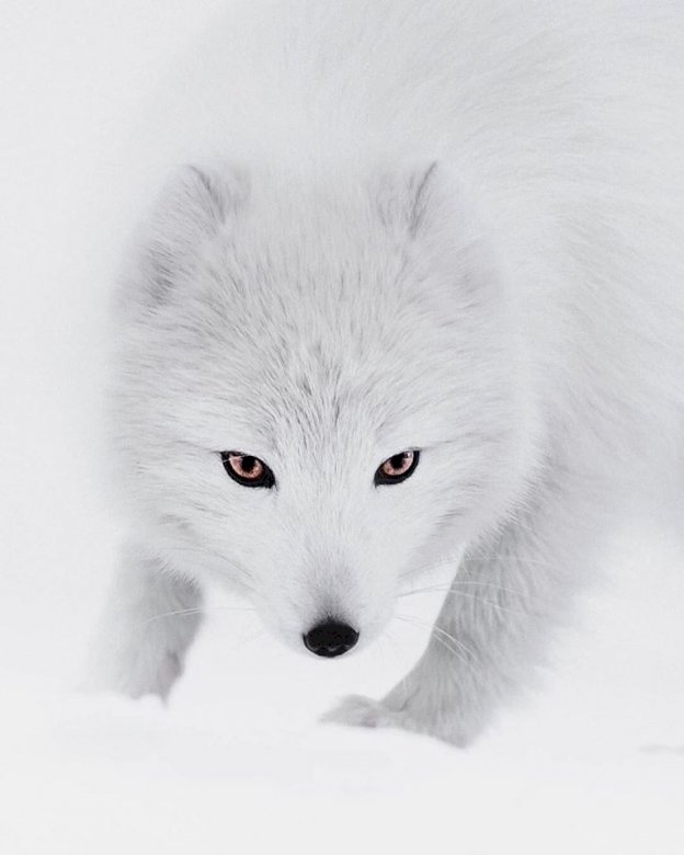 Arktický vlk skládačky online