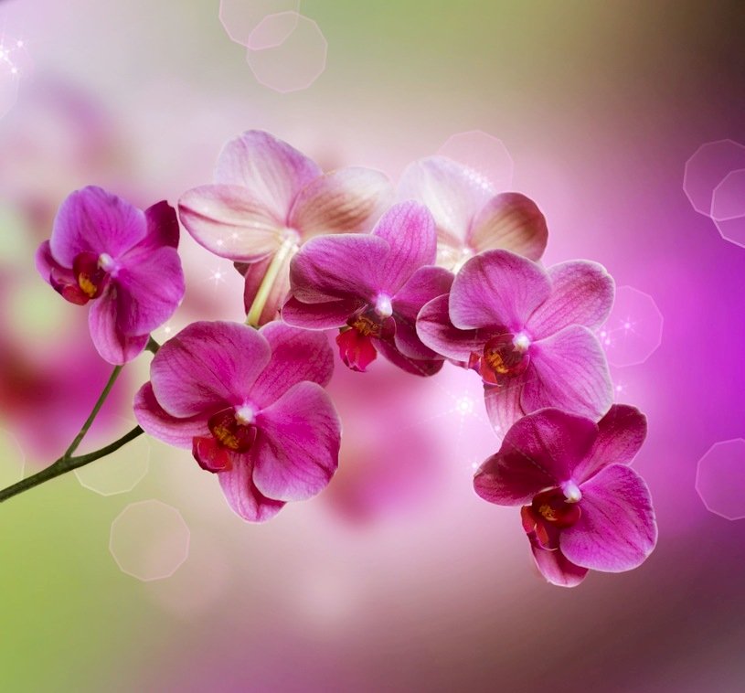 orkidé pussel på nätet