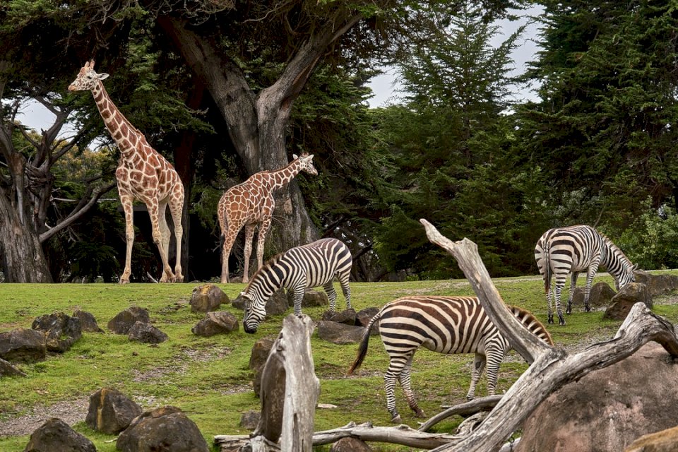 Zsiráfok és zebrák az állatkertben kirakós online