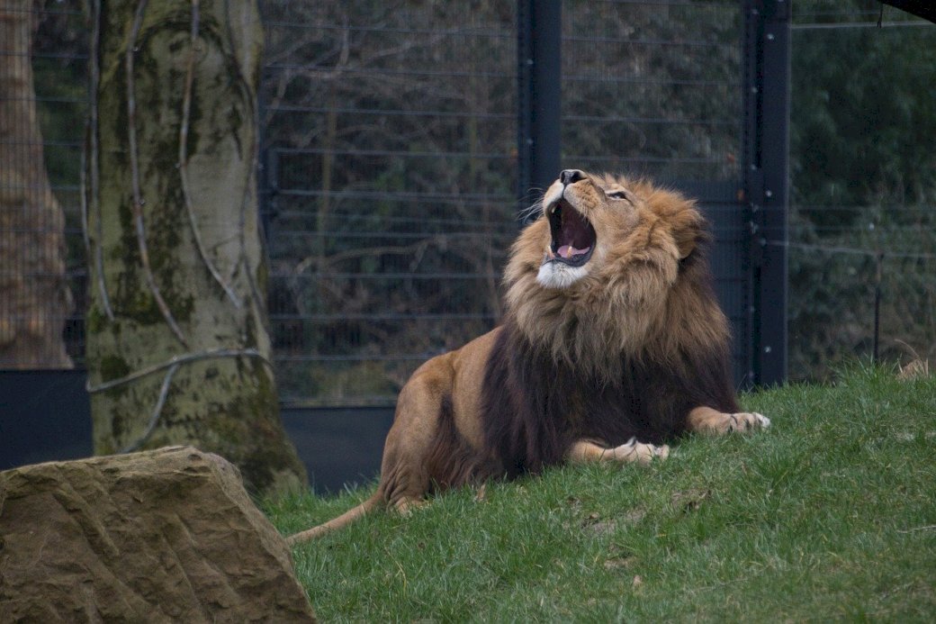 underbart lejon pussel på nätet