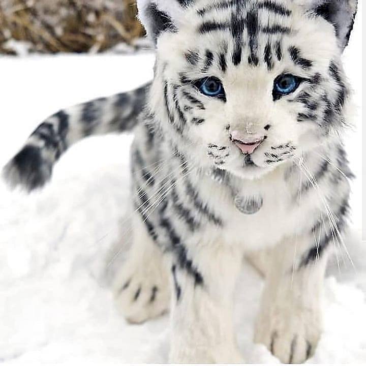 ωραία λευκή τίγρη online παζλ