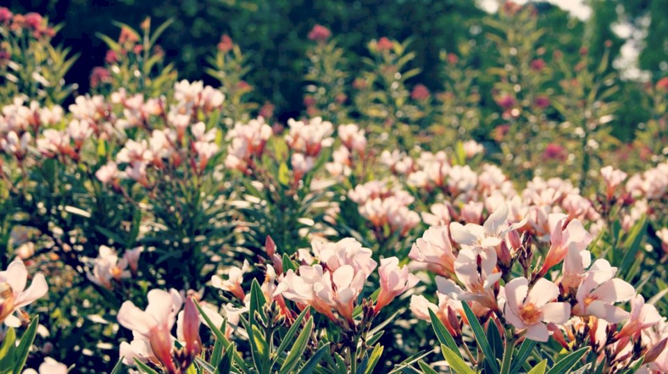 Кремово розови цветя онлайн пъзел