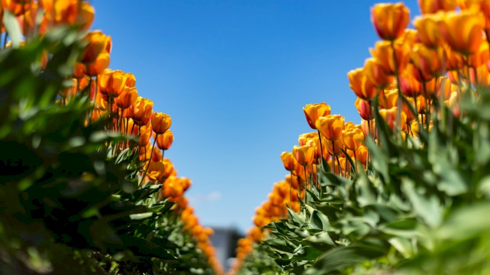 Campos de tulipanes en washington rompecabezas en línea