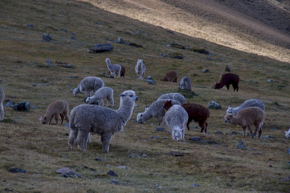 Alpacas peruanas rompecabezas en línea