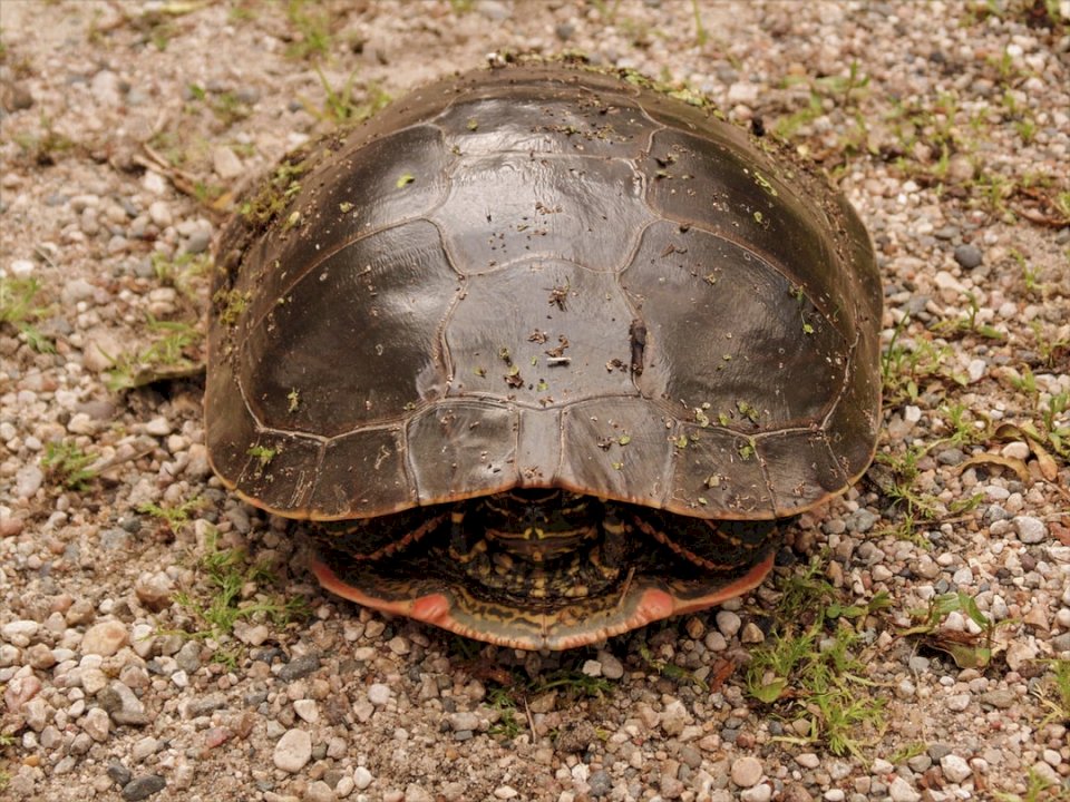 Möte av blyg sköldpadda. Pussel online