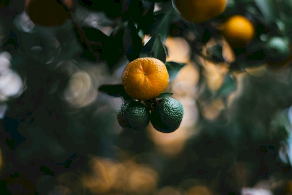 Clementines online puzzle