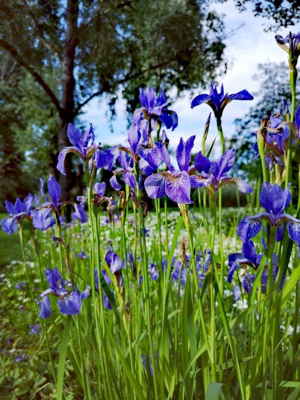 Природа і фіолетові квіти онлайн пазл