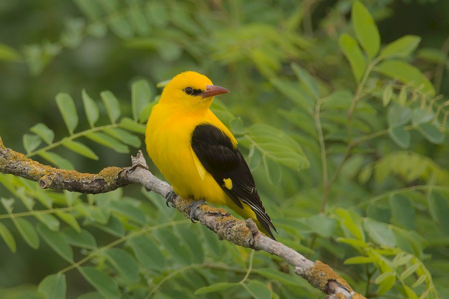 Un uccello che siede su un ramo. puzzle online