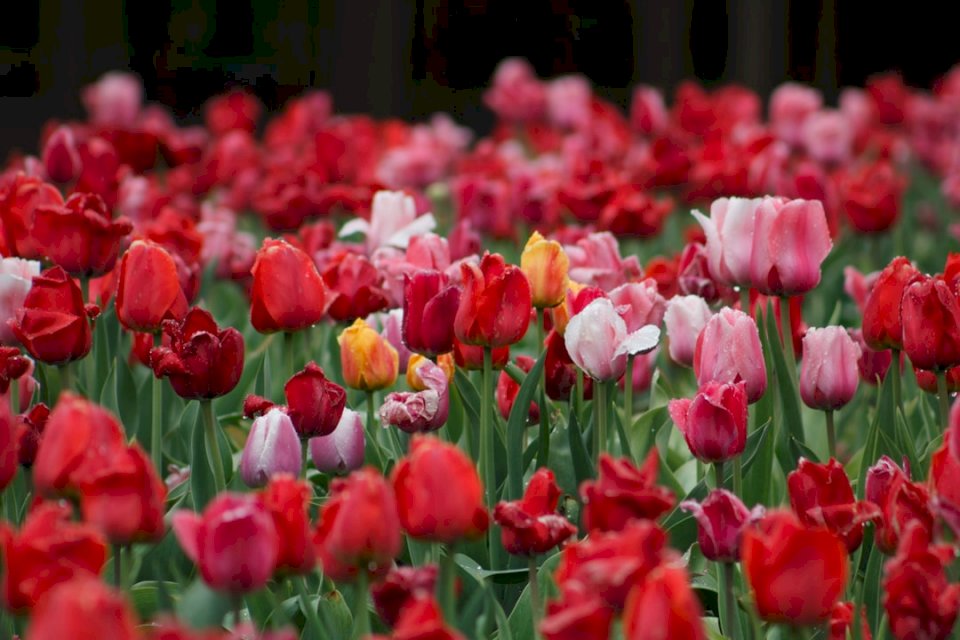 Tulipán déšť skládačky online