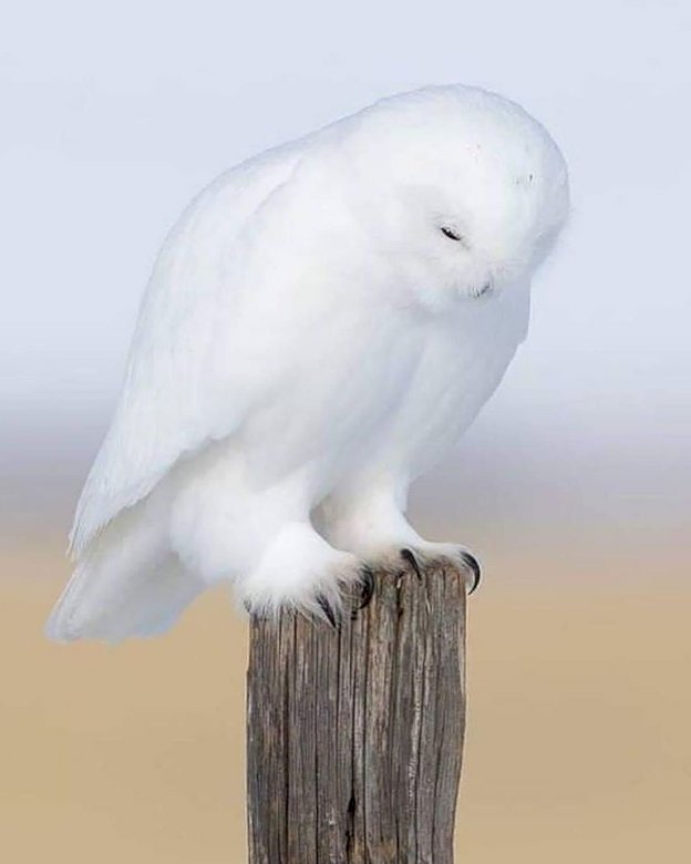 мила біла сова онлайн пазл