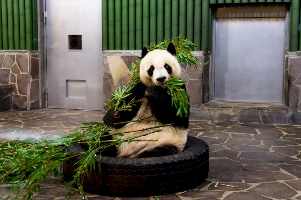 Panda στο ζωολογικό κήπο του Kobe Ōji. παζλ online