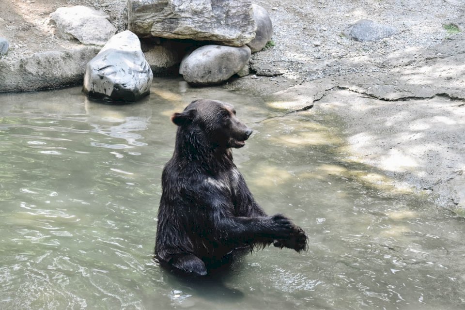 Ведмідь плескає в долоні онлайн пазл