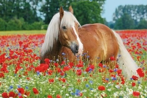 Horse in poppies. jigsaw puzzle online