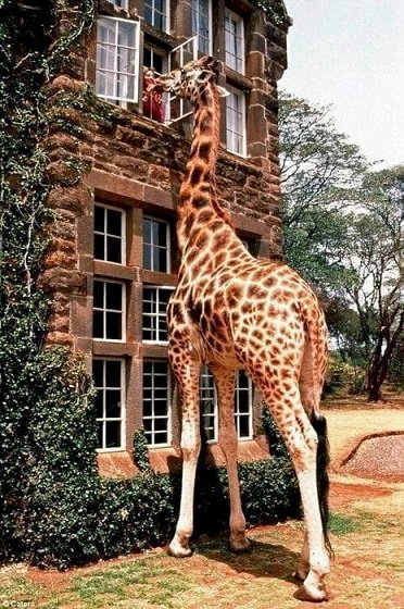 Animal: girafa. jigsaw puzzle online