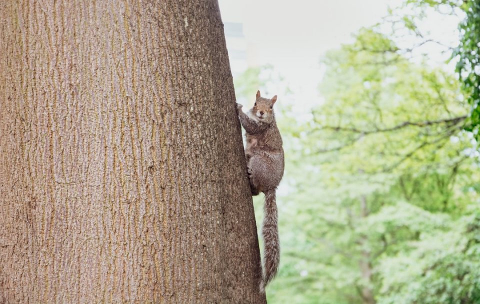 Portrait d'un écureuil à un puzzle en ligne