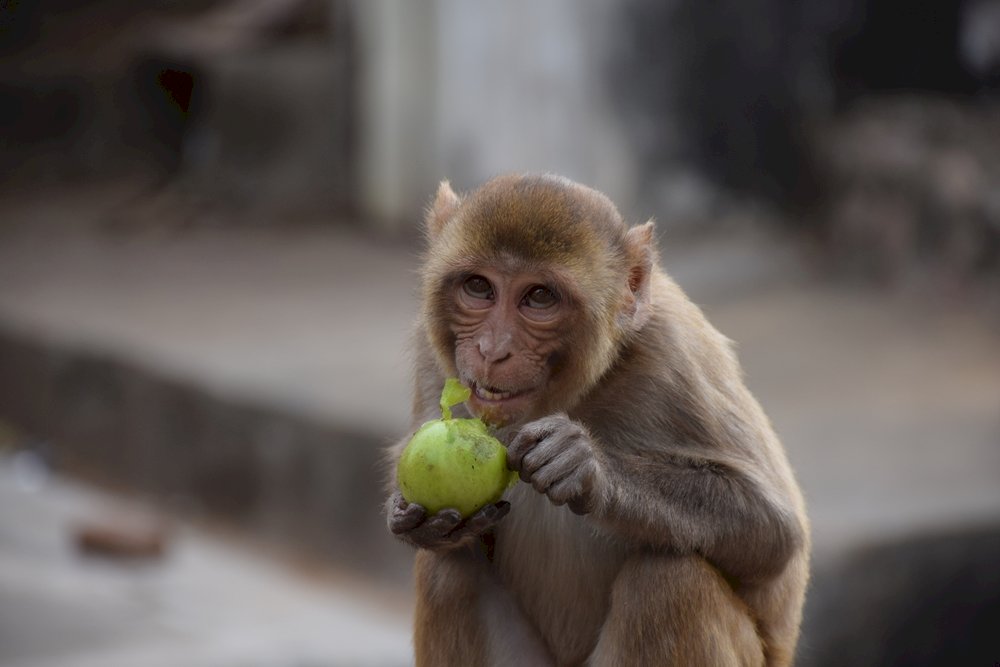 Opičí chrám v Jaipuru v Indii online puzzle