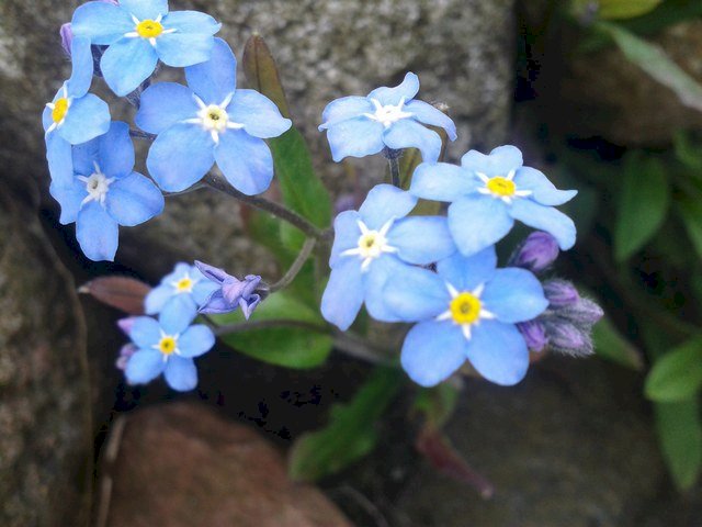 синие цветы пазл онлайн