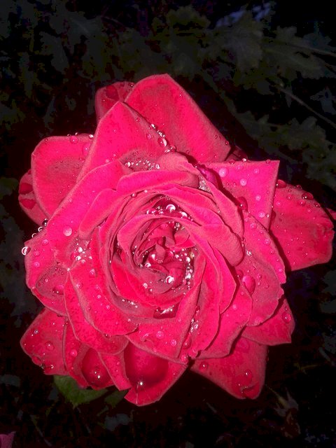 rosa, foto dal giardino puzzle online