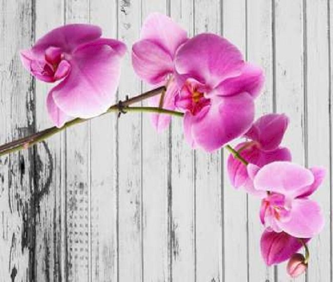 Eine Orchidee Puzzlespiel online