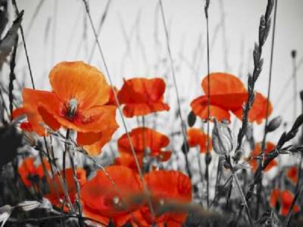 Red poppies . online puzzle