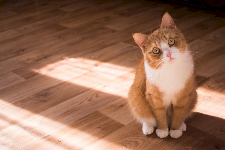 Κόκκινη γάτα Ονομάζεται Ροδάκινο :) online παζλ