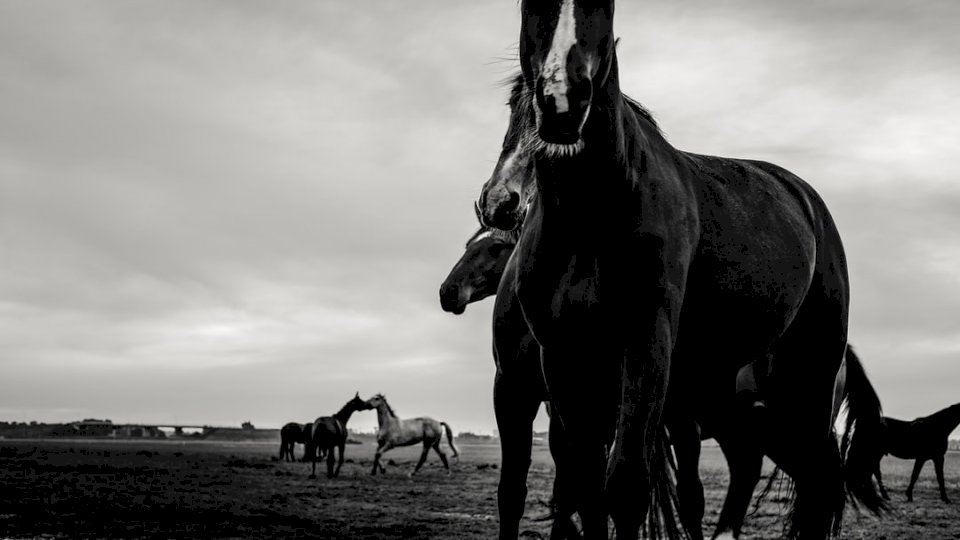 Голландские лошади - черно-белые пазл онлайн