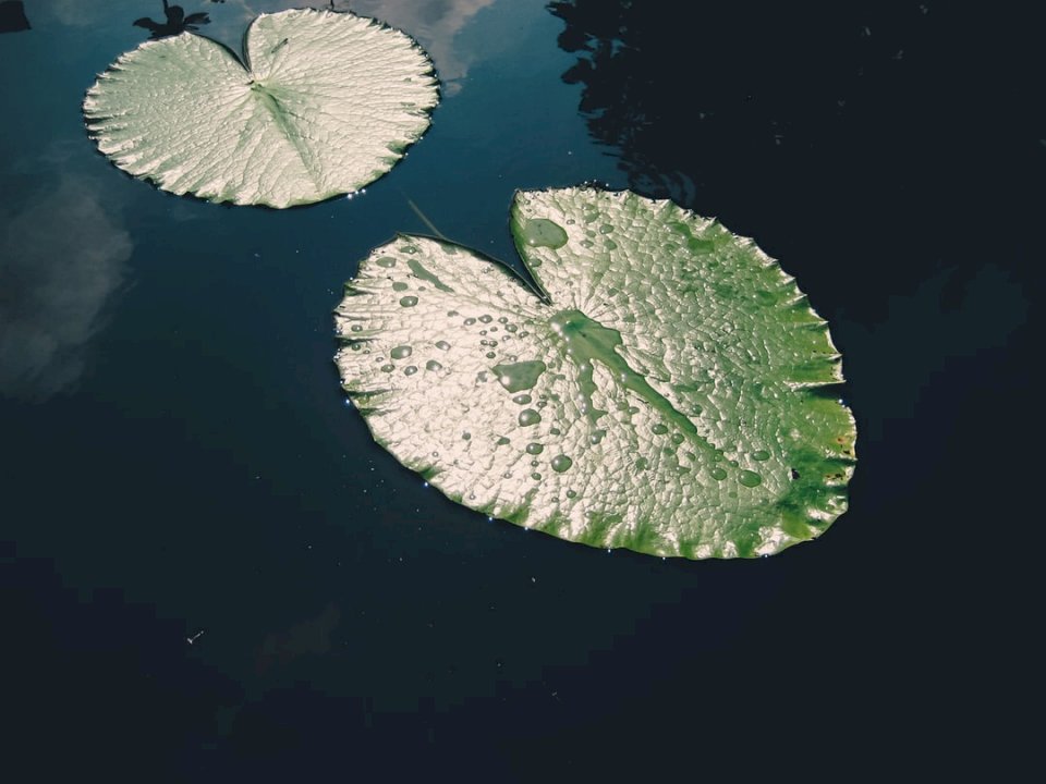 Lily Pad puzzle online