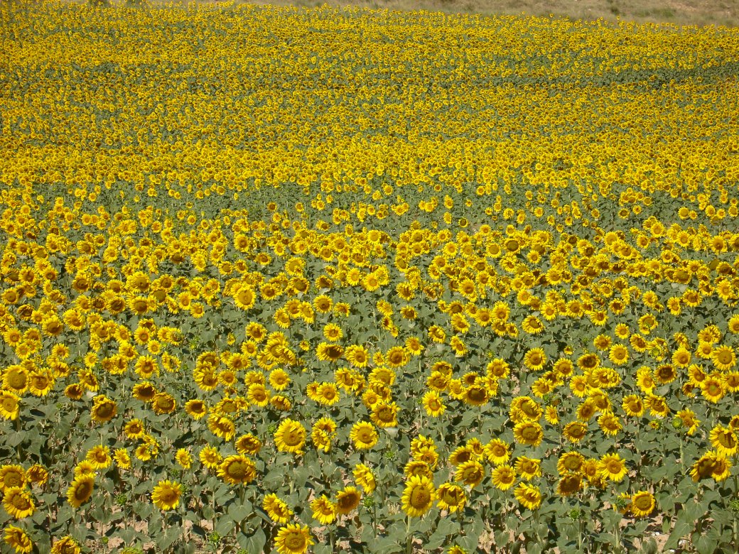 слънчогледово поле в Навара онлайн пъзел
