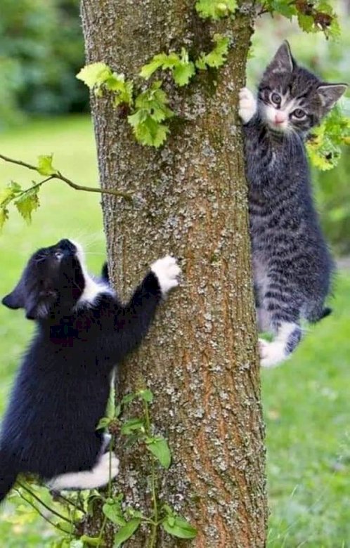Gattini sull'albero. puzzle online