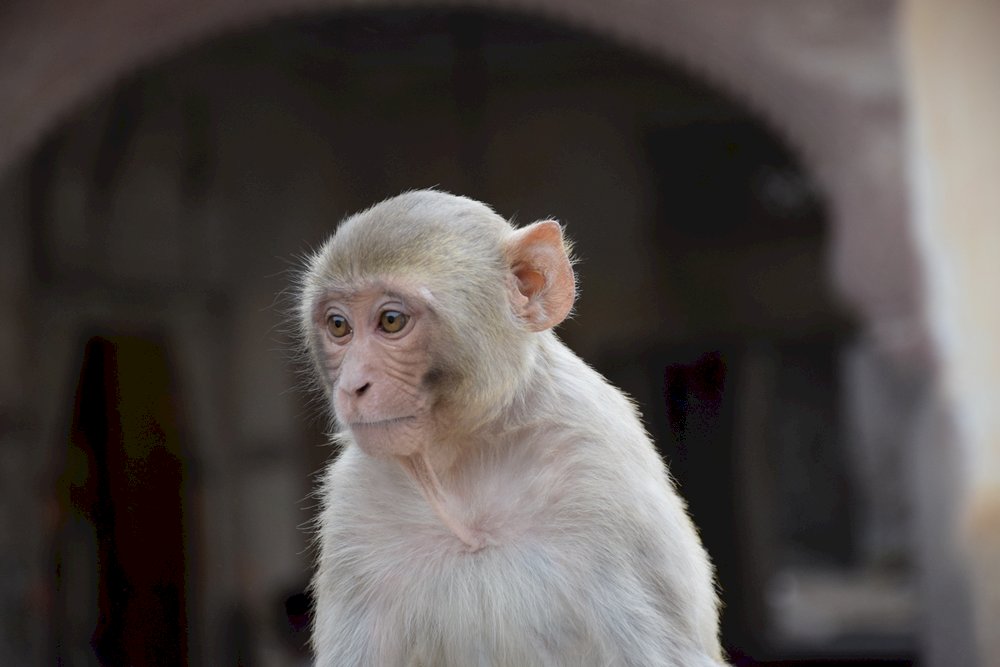 маймунски храм в Джайпур онлайн пъзел