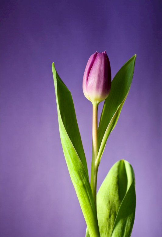 Un bellissimo tulipano puzzle online