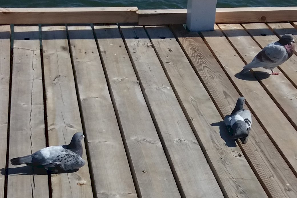 Tauben auf dem Pier Puzzlespiel online